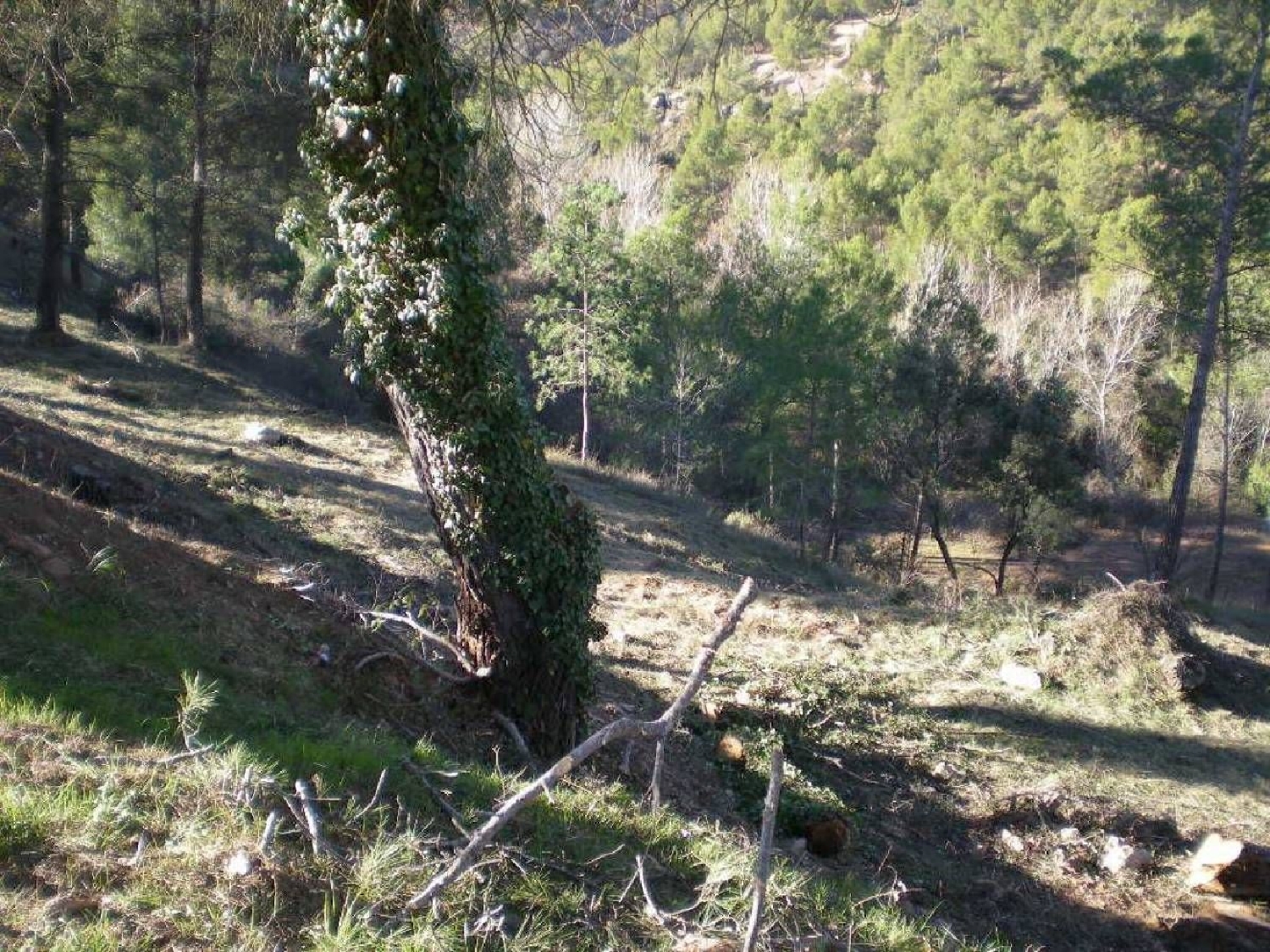 till salu tomt El Serrat De Castellnou Bages 2
