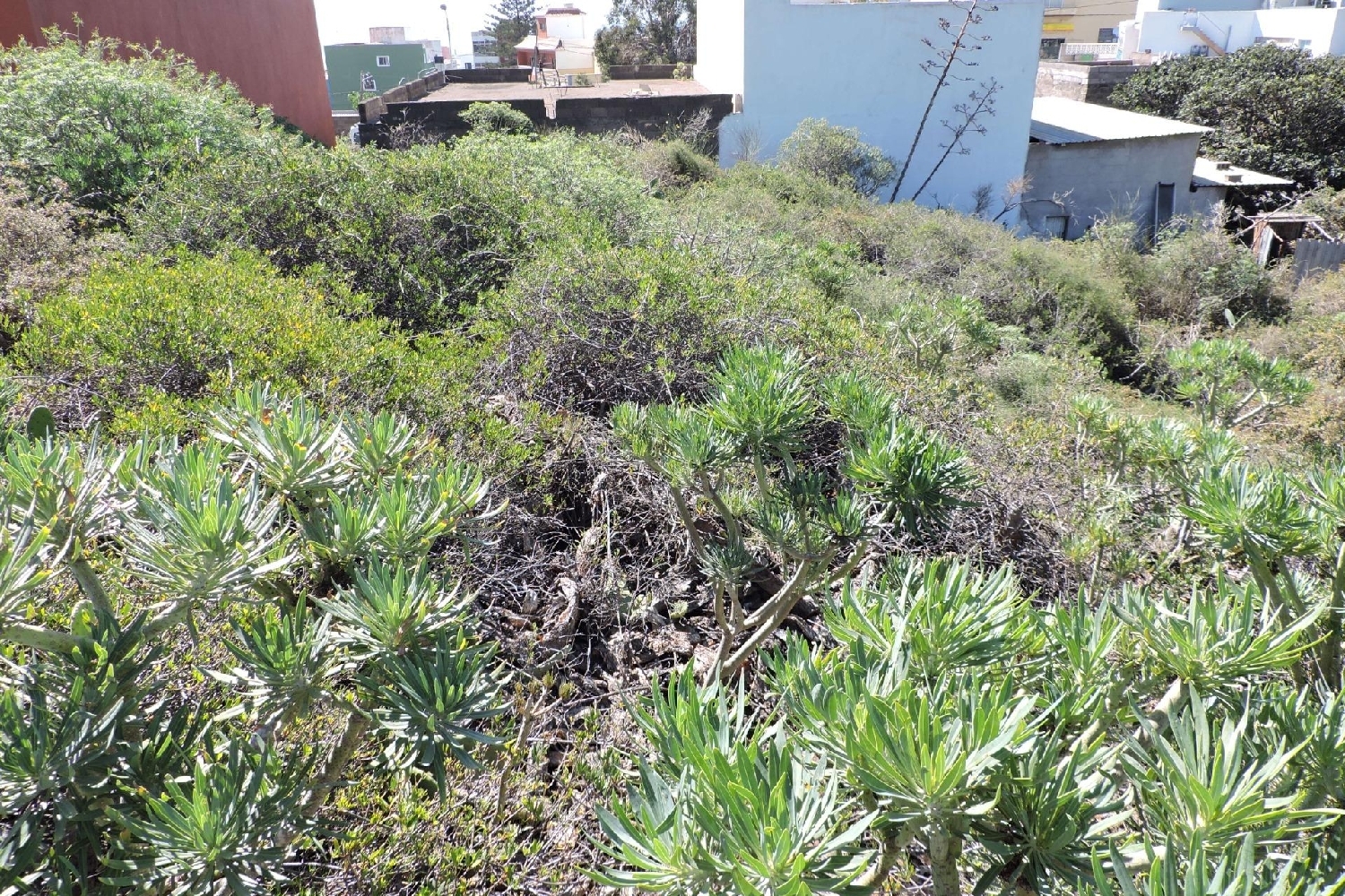 till salu tomt El Toscal Zona Metropolitana 2