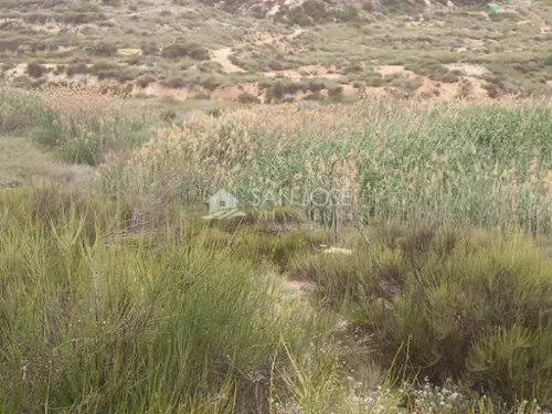 Els Montesinos Vinalopó Mitjà tomt foto 6191254