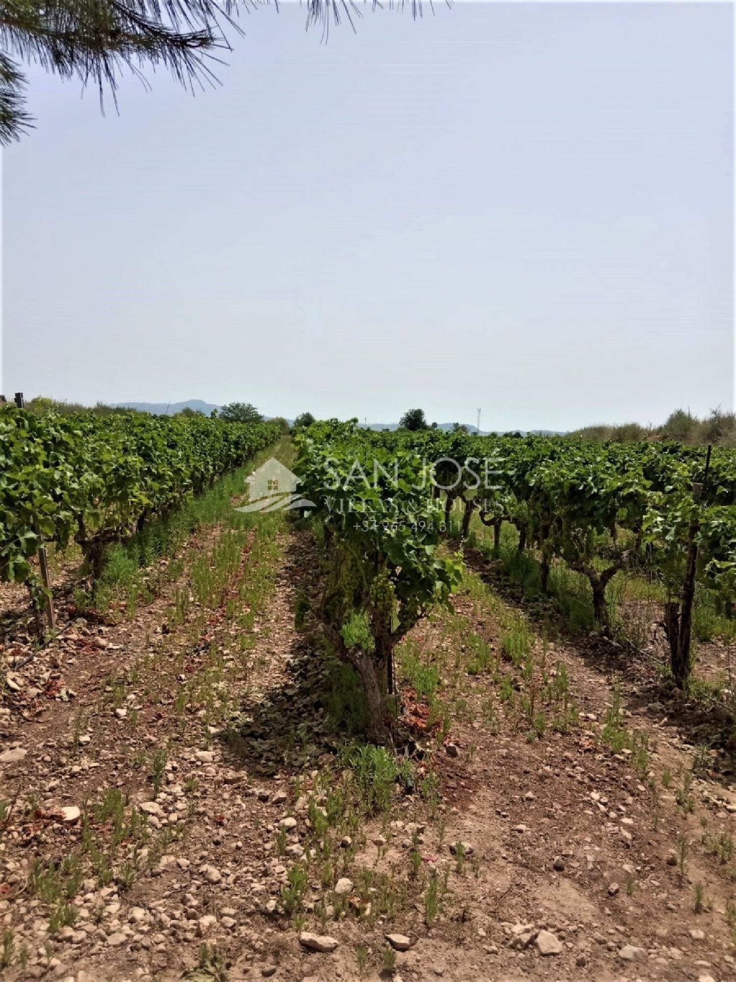  till salu tomt Els Montesinos Vinalopó Mitjà 5