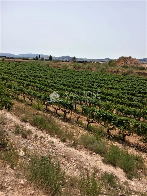 Els Montesinos Vinalopó Mitjà tomt foto 6227230