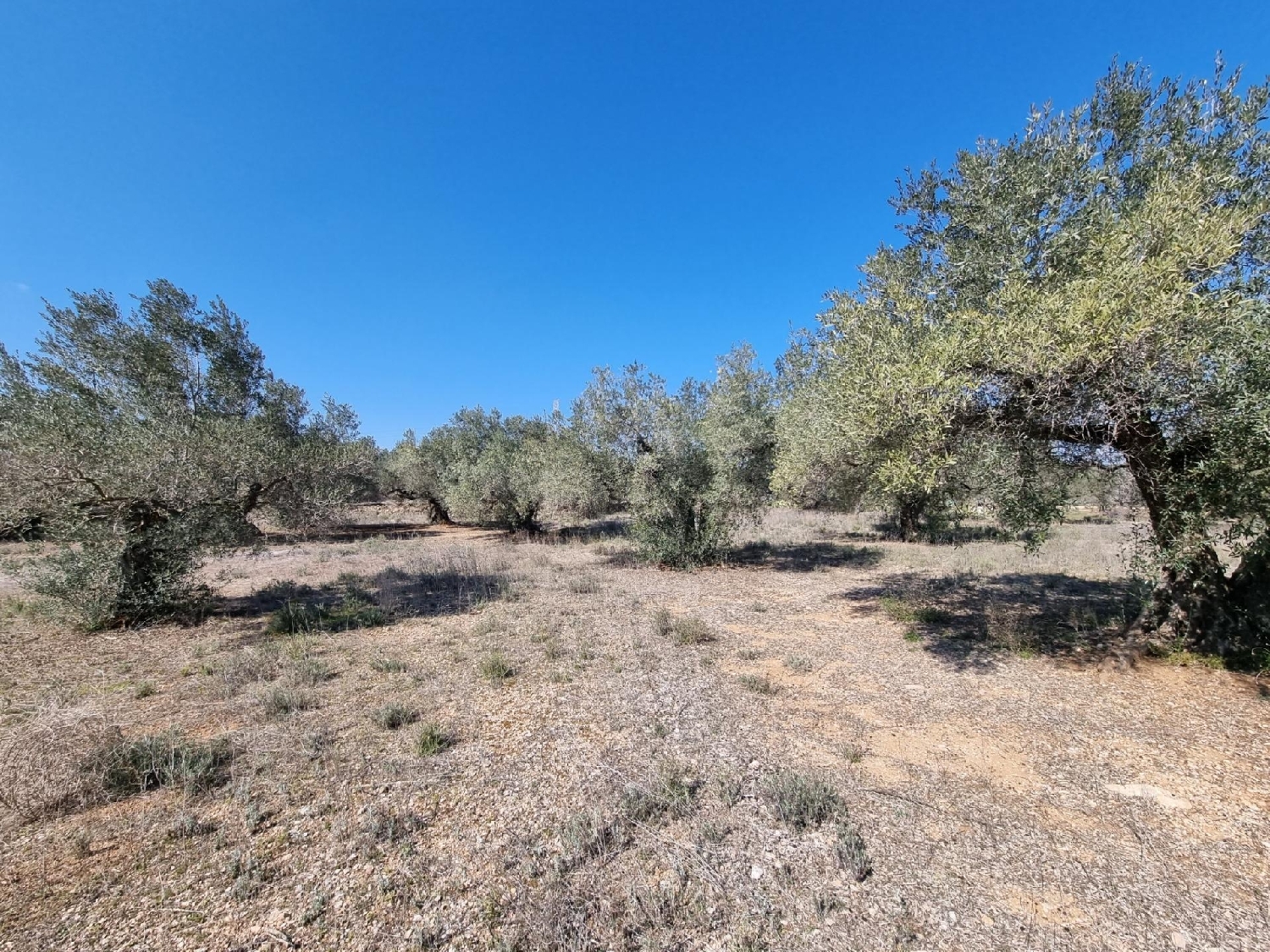  till salu tomt Els Racons Baix Ebre 5