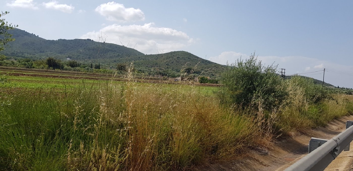  till salu tomt Eucaliptus Montsià 1