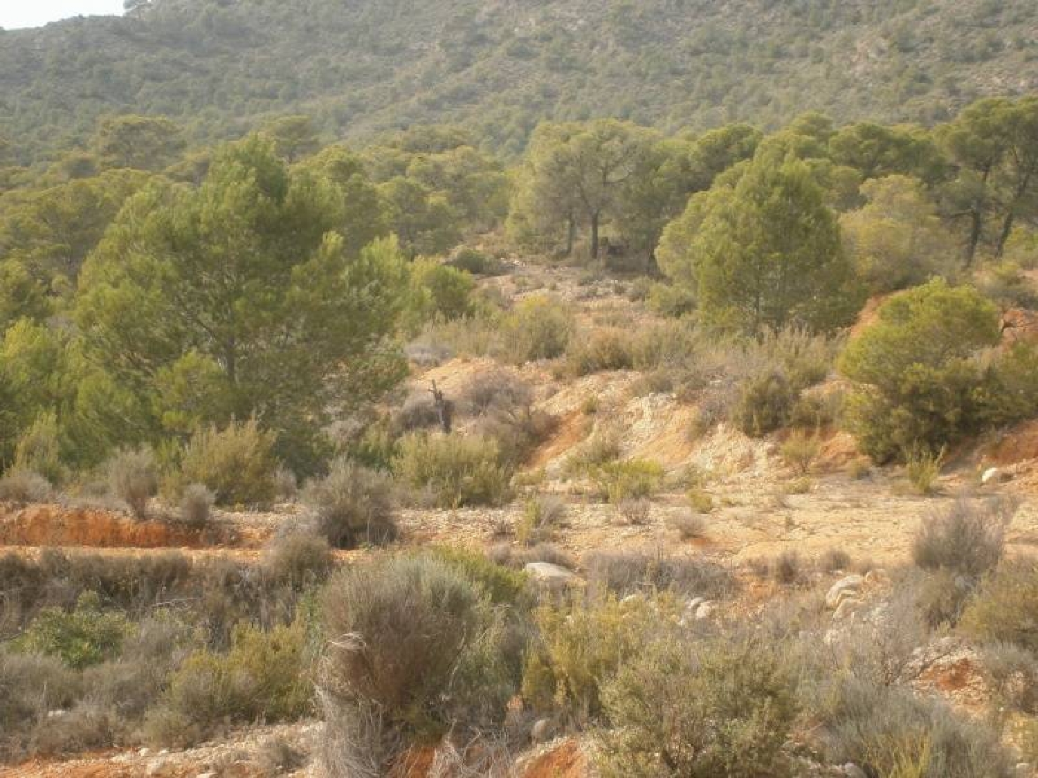  till salu tomt Cases De Sanchis Vinalopó Mitjà 1
