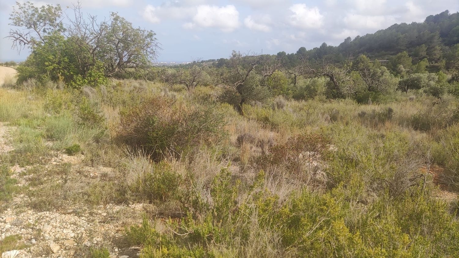  till salu tomt Font-Nova Baix Maestrat 1