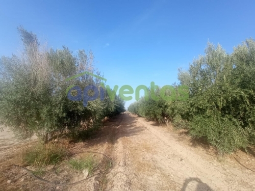 Garrobillo Alto Guadalentín tomt foto 6234526