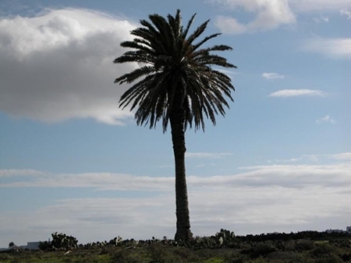 Guinate Lanzarote tomt foto 6234920