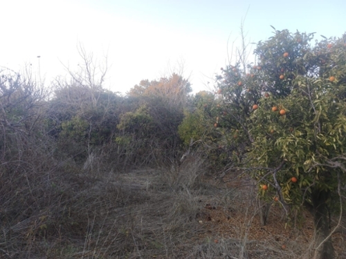 La Alberca Huerta De Murcia tomt foto 6229399
