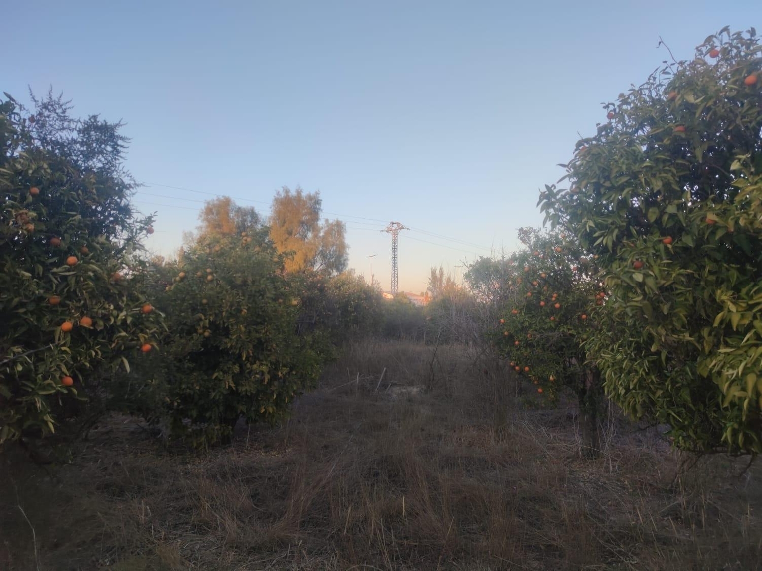 till salu tomt La Alberca Huerta De Murcia 2