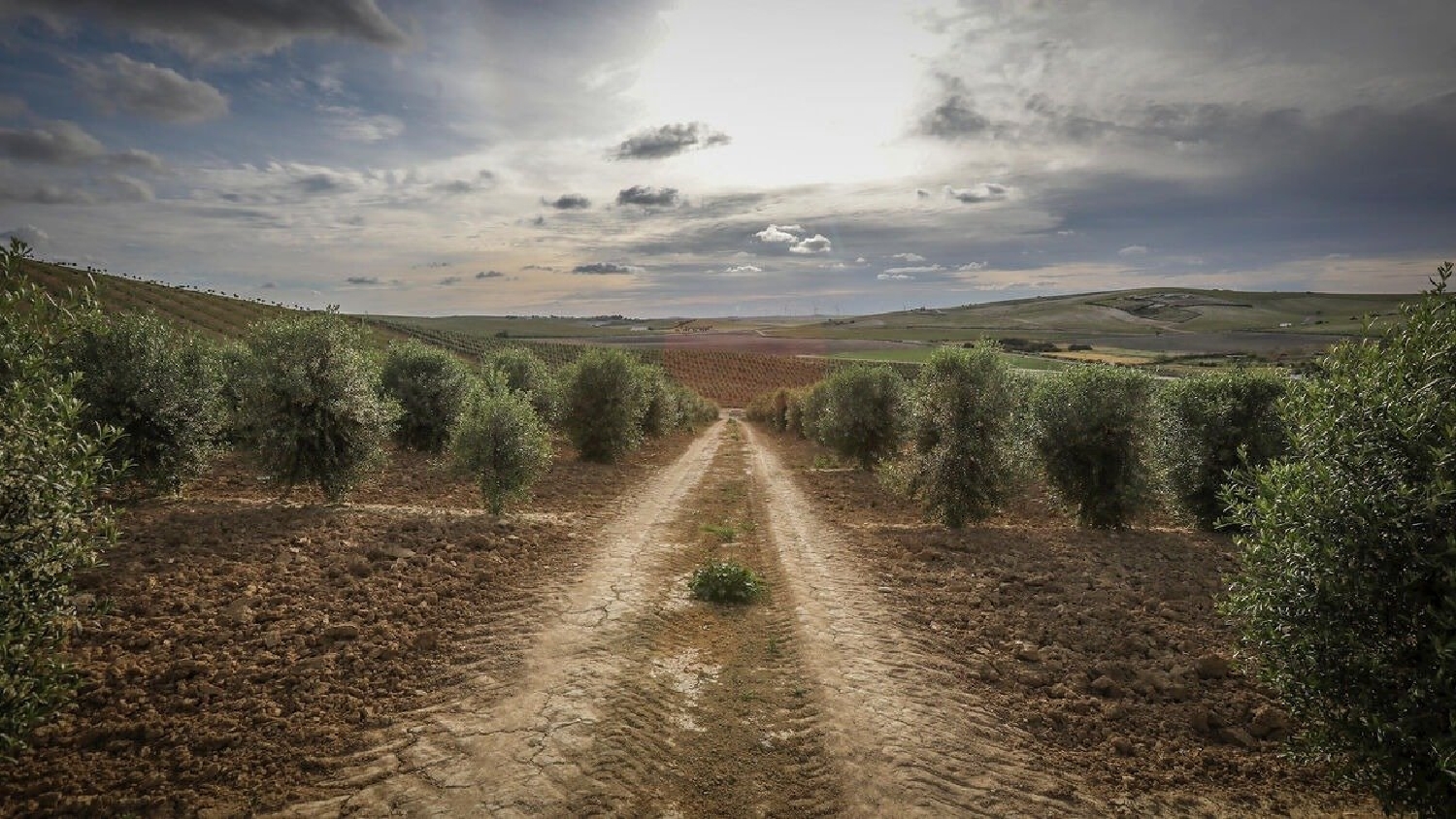  for sale plot El Pelayo Campo De Gibraltar 1