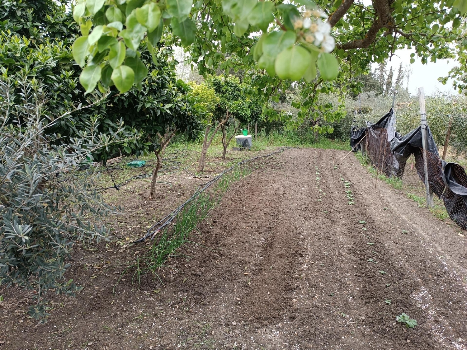  till salu tomt La Colonia Santa Eulalia Alt Vinalopó 4