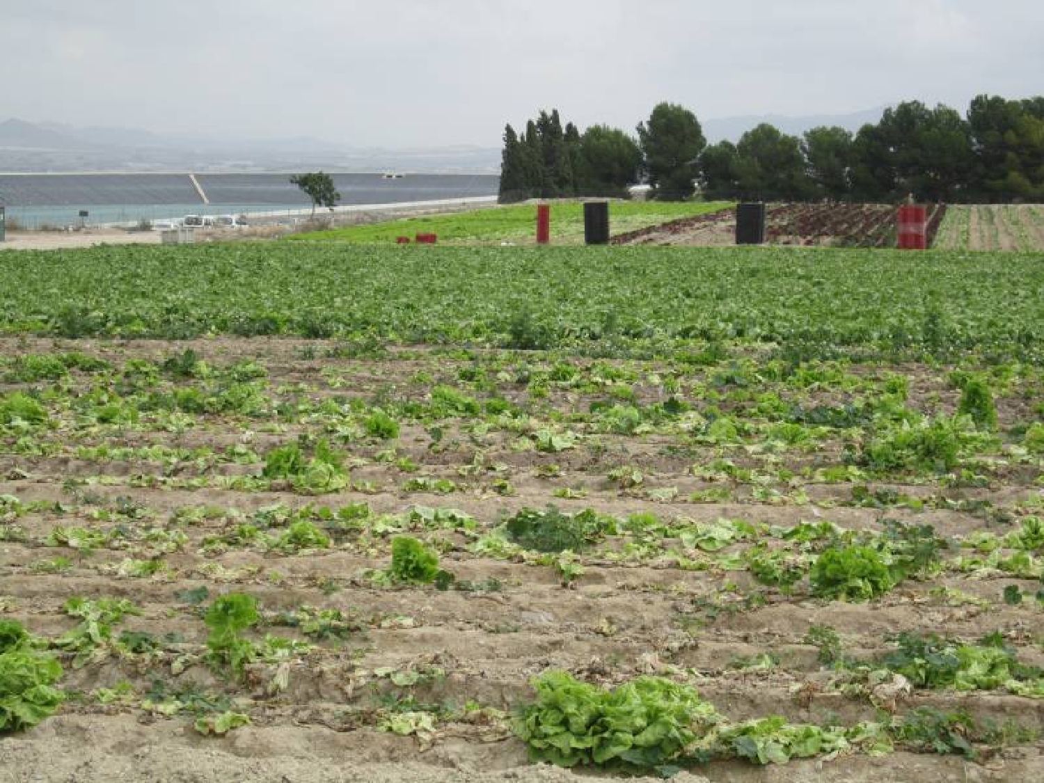 till salu tomt Els Montesinos Vinalopó Mitjà 2