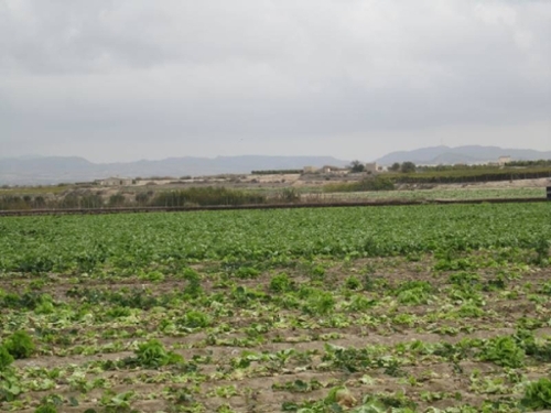 Els Montesinos Vinalopó Mitjà tomt foto 6226719