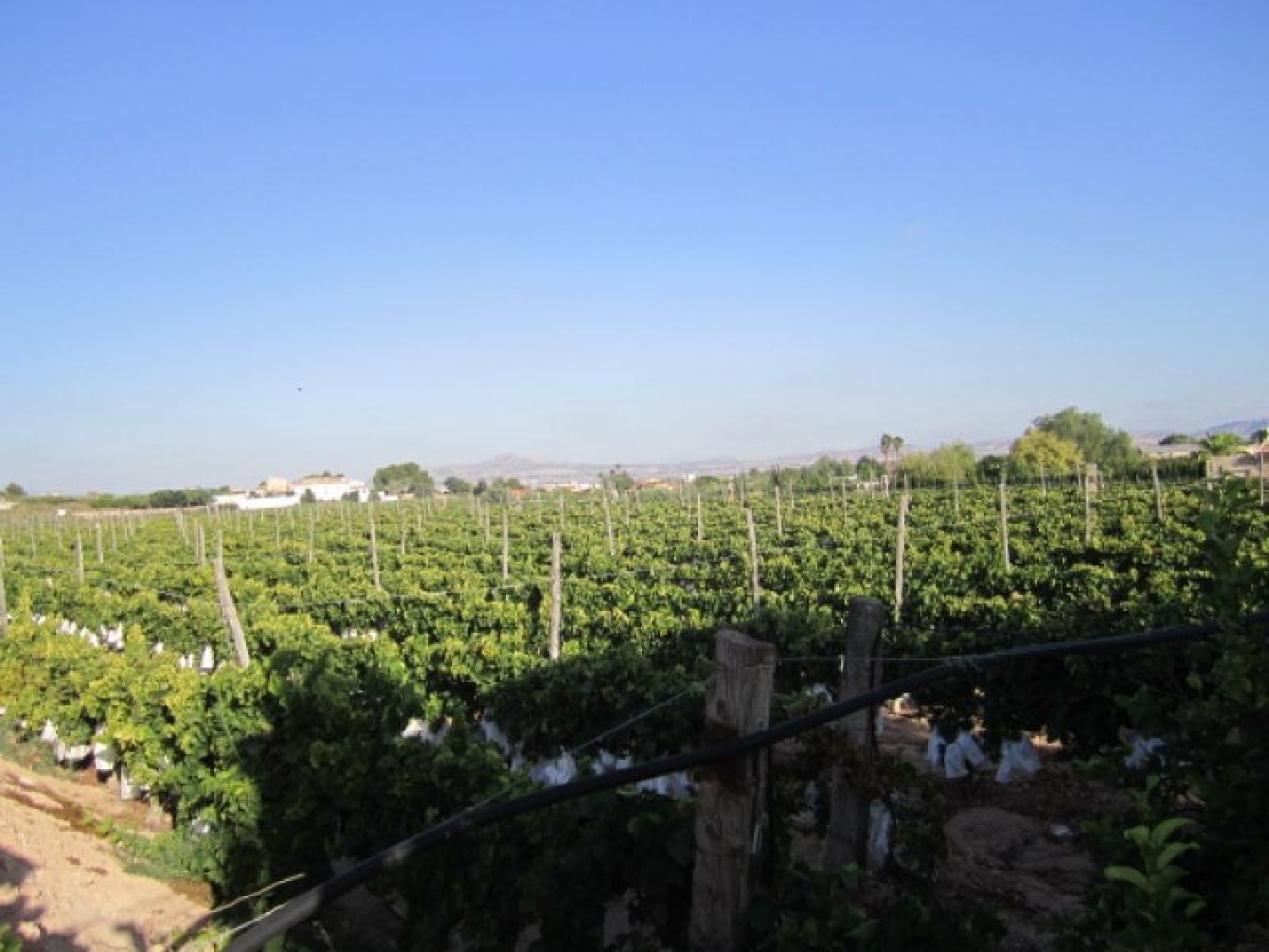  till salu tomt Els Montesinos Vinalopó Mitjà 5