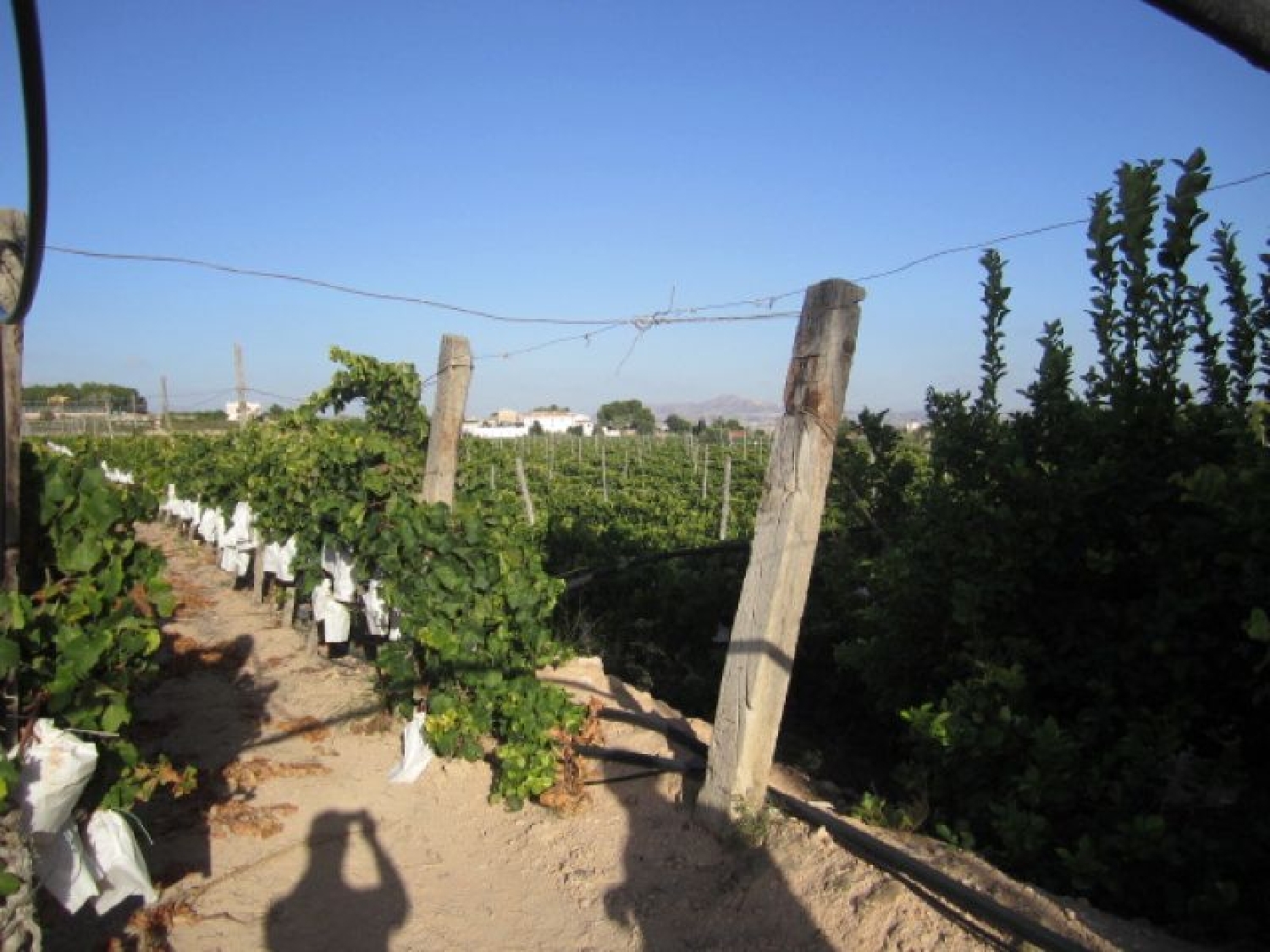 till salu tomt Els Montesinos Vinalopó Mitjà 3
