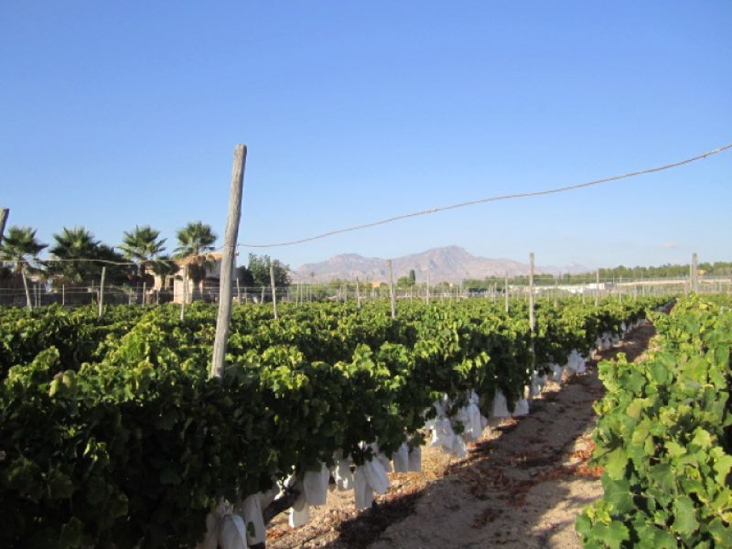  till salu tomt Els Montesinos Vinalopó Mitjà 4