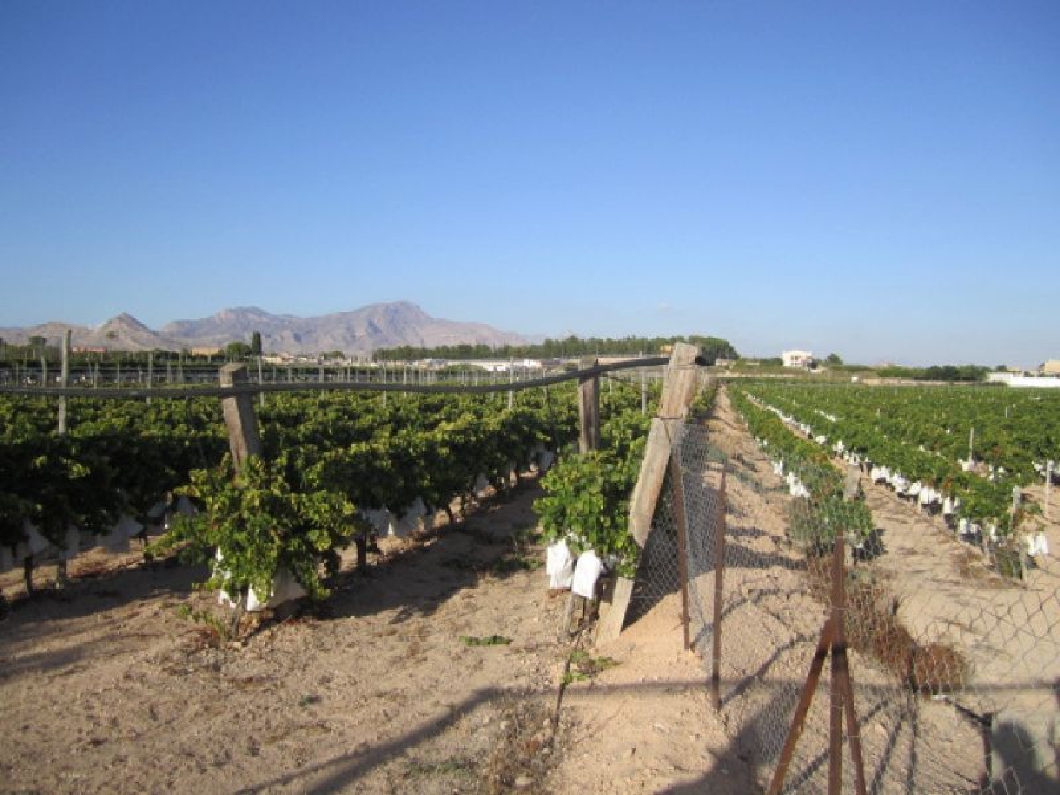  till salu tomt Els Montesinos Vinalopó Mitjà 8