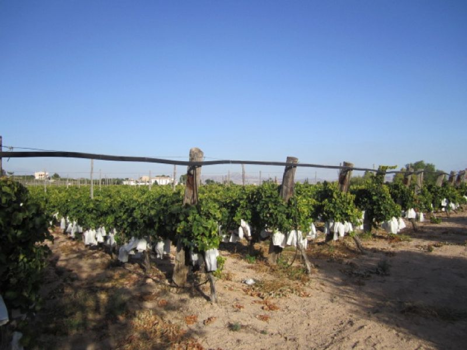  till salu tomt Els Montesinos Vinalopó Mitjà 6