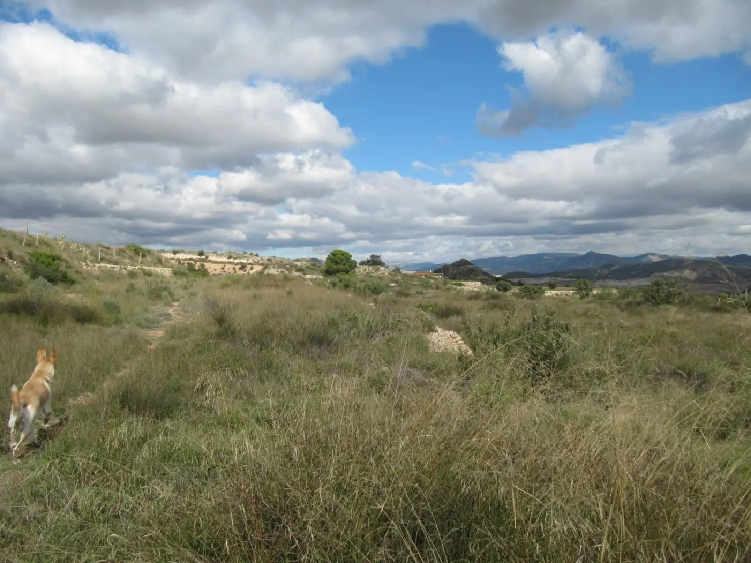  till salu tomt Els Montesinos Vinalopó Mitjà 1