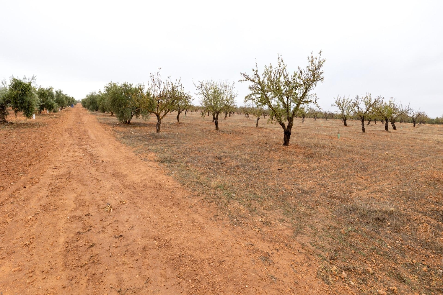  till salu tomt La Malahá Alhama 6