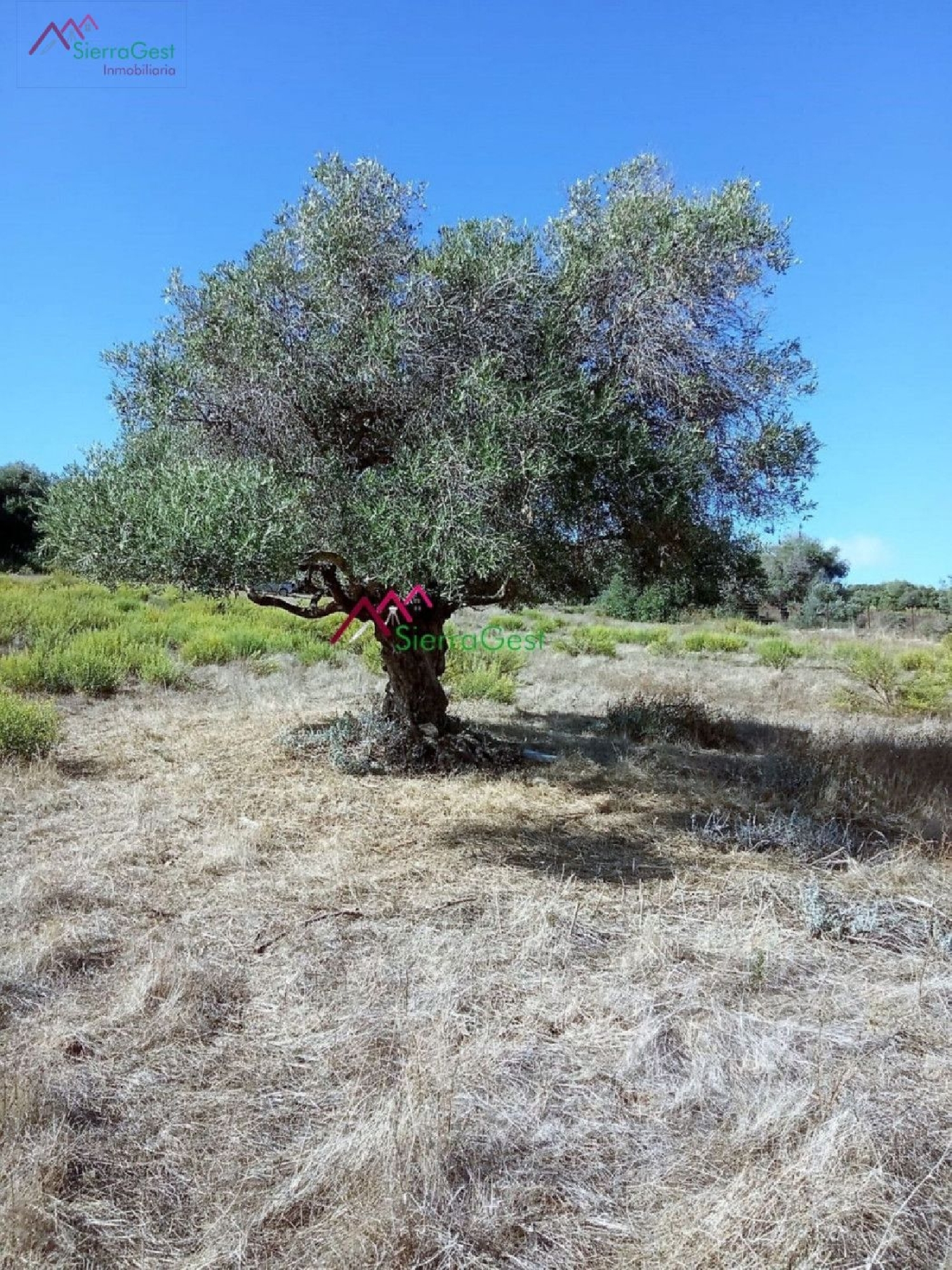  till salu tomt La Misericordia Sierra De Cádiz 5