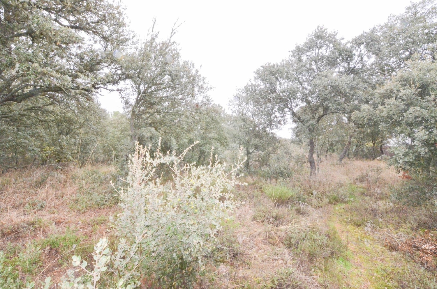  till salu tomt La Pinilla Campo De Salamanca 5