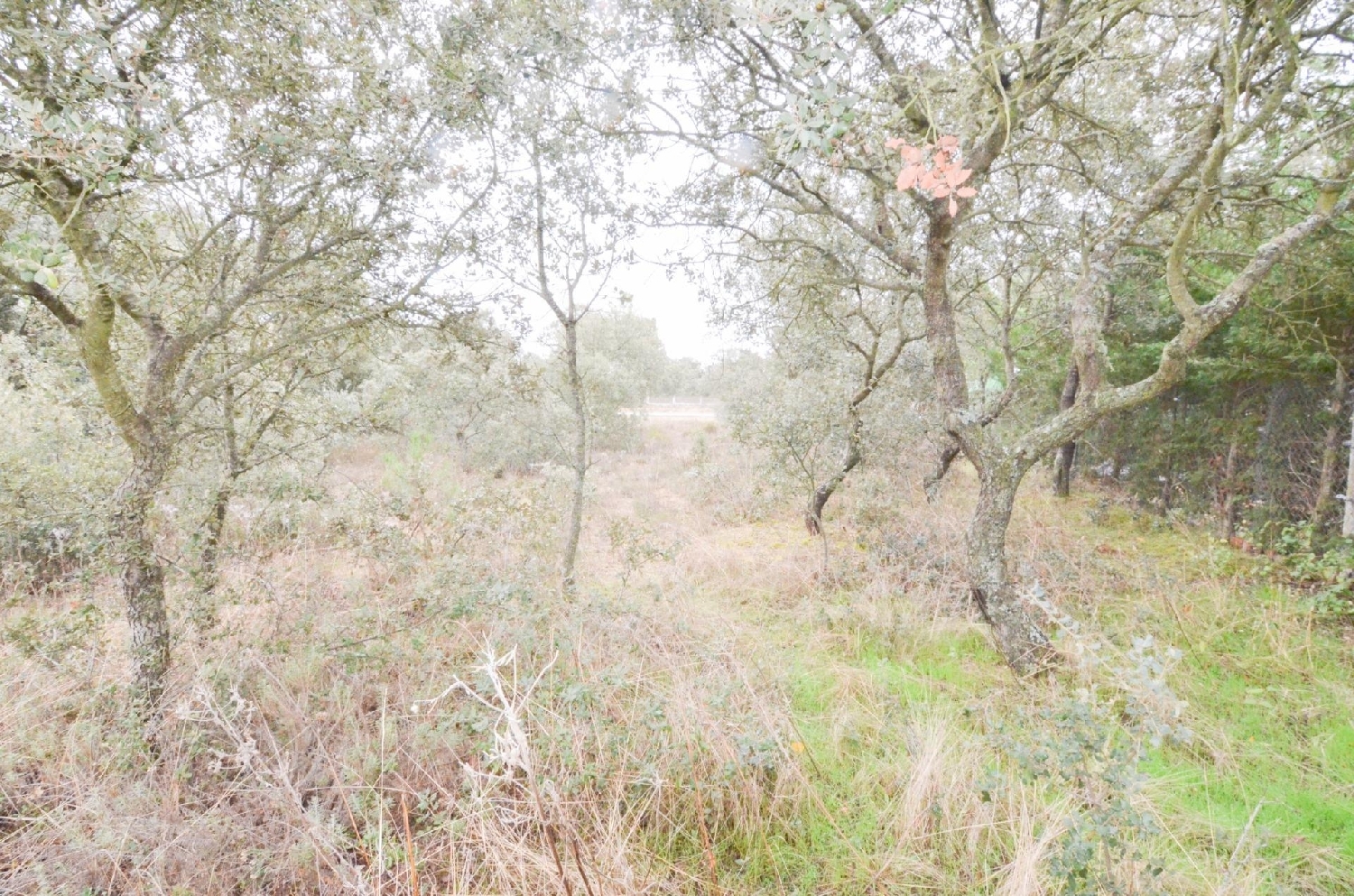  till salu tomt La Pinilla Campo De Salamanca 8