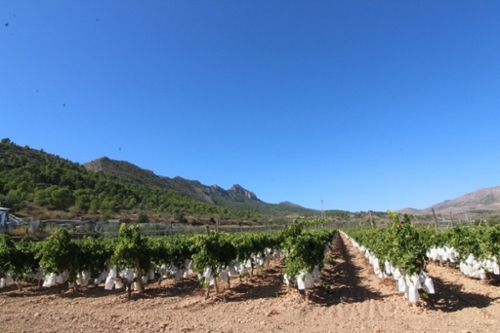 Algayat Vinalopó Mitjà tomt foto 6226778