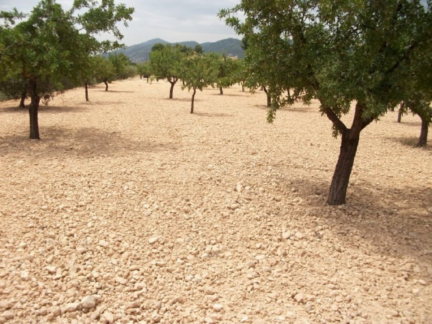  till salu tomt Cases De Sanchis Vinalopó Mitjà 1