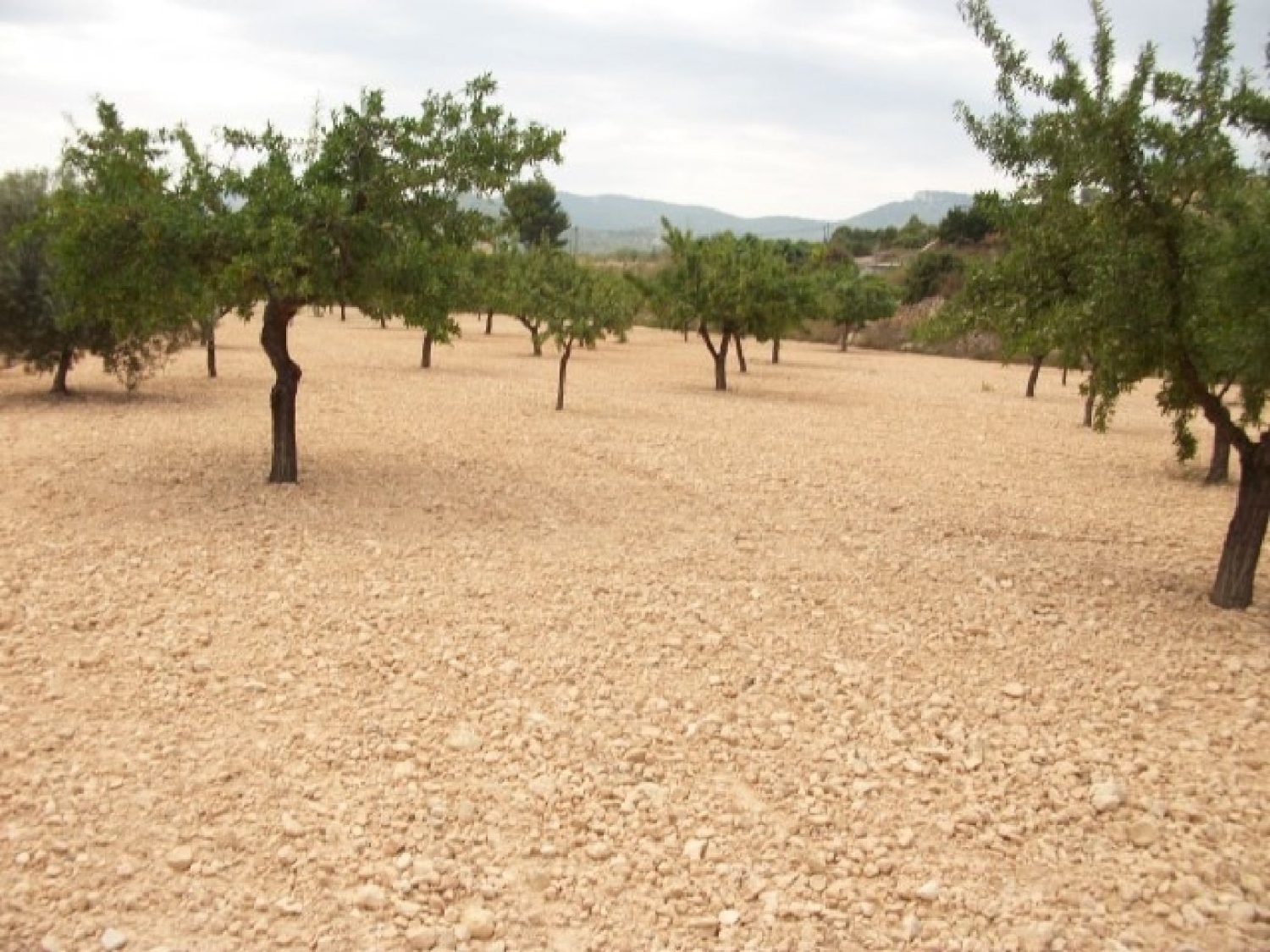 till salu tomt Cases De Sanchis Vinalopó Mitjà 3