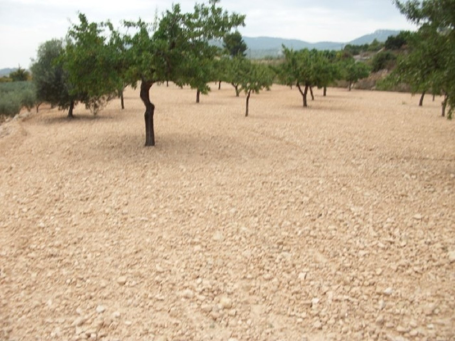 till salu tomt Cases De Sanchis Vinalopó Mitjà 2