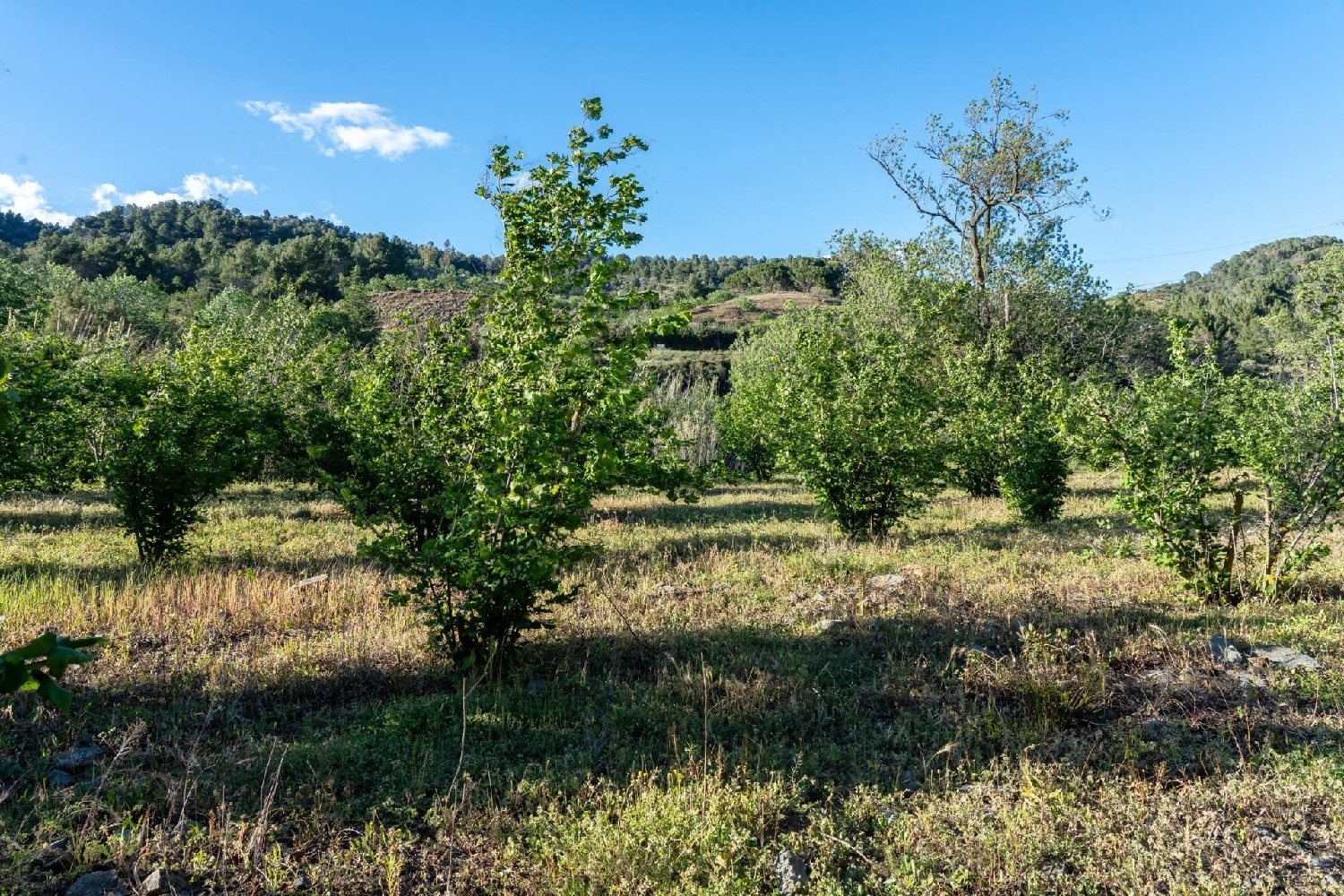  till salu tomt Les Borges Del Camp Baix Camp 1