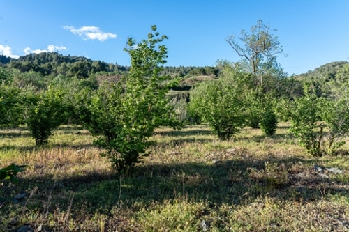 Les Borges Del Camp Baix Camp tomt foto 6242596