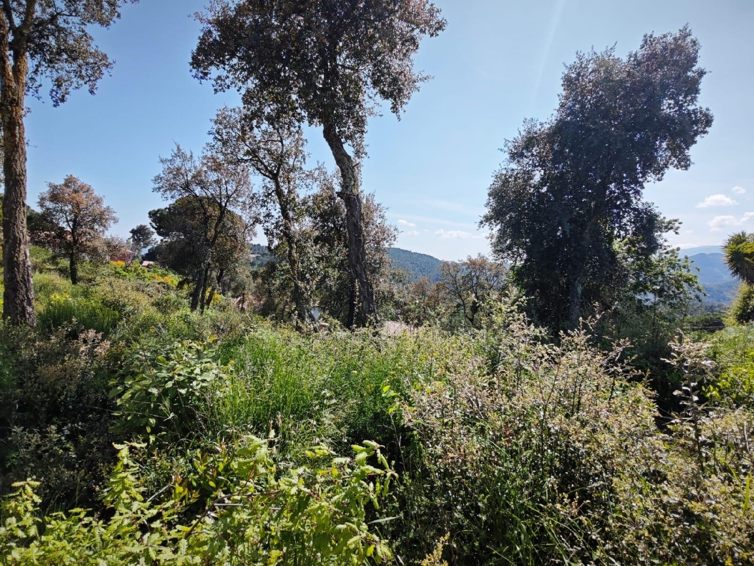  till salu tomt L'esparra Selva 4