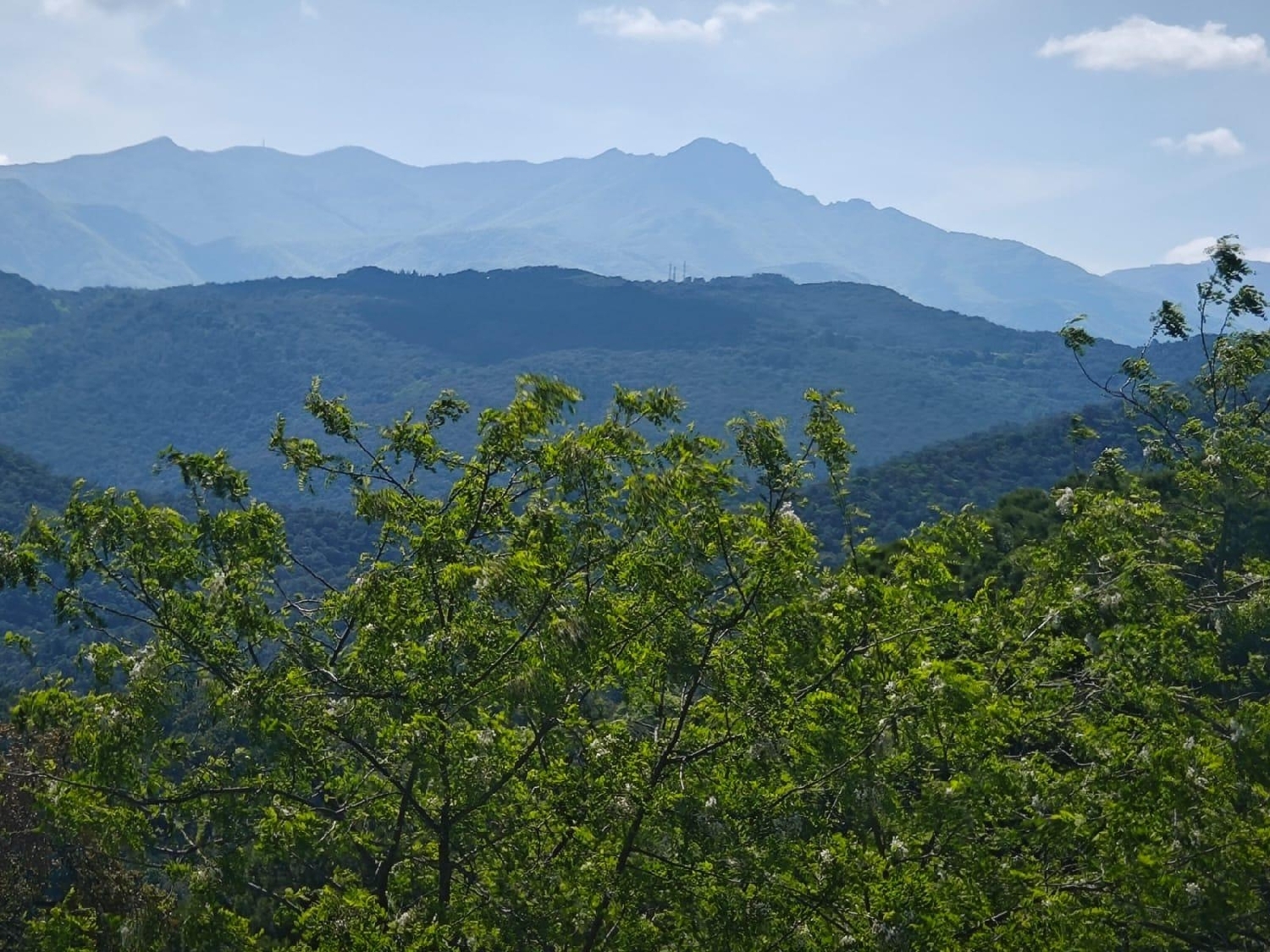 till salu tomt L'esparra Selva 7