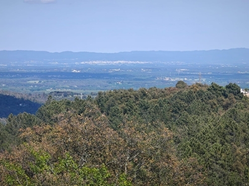 L''esparra Selva tomt foto 6230191