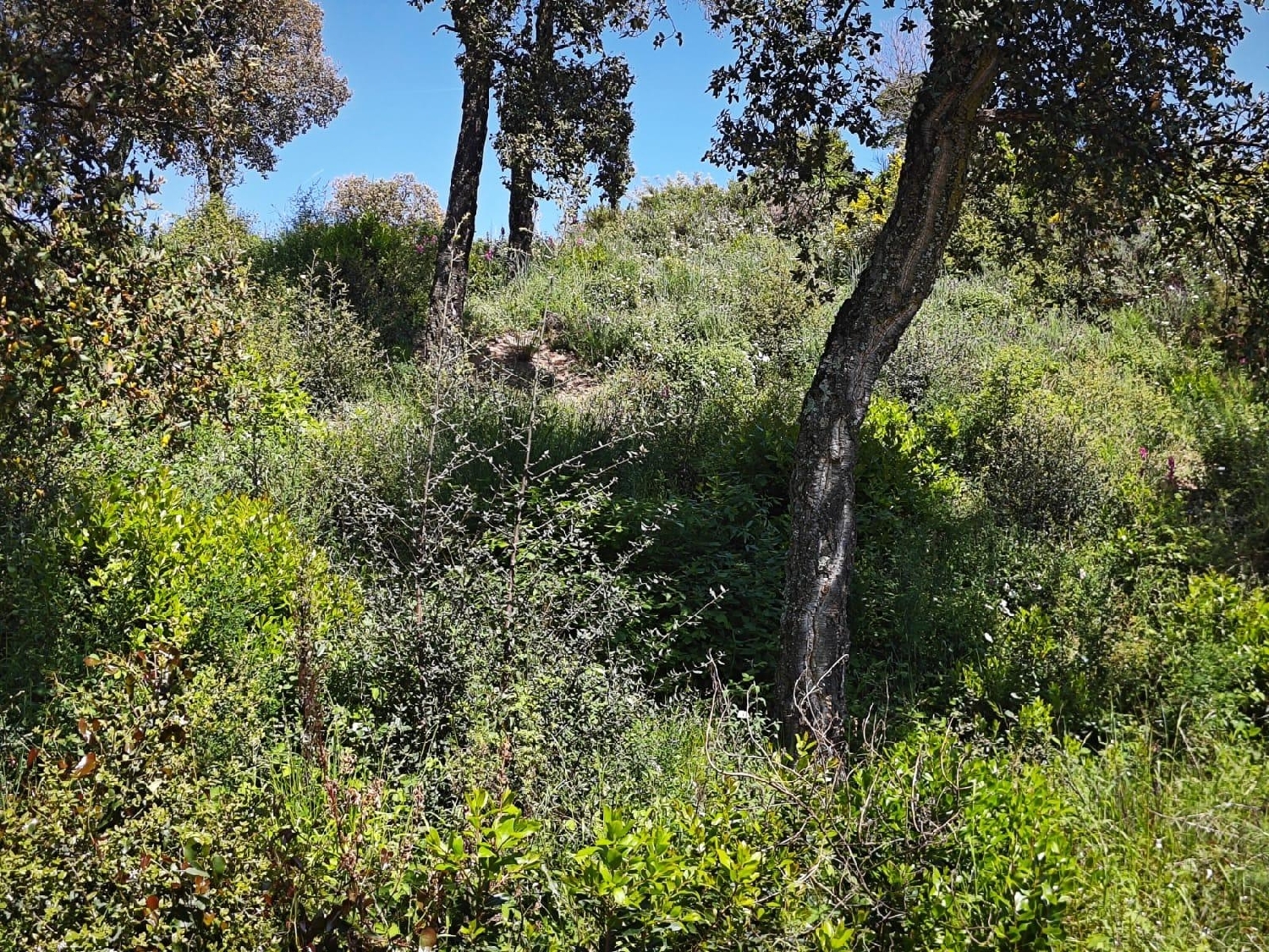 till salu tomt L'esparra Selva 3