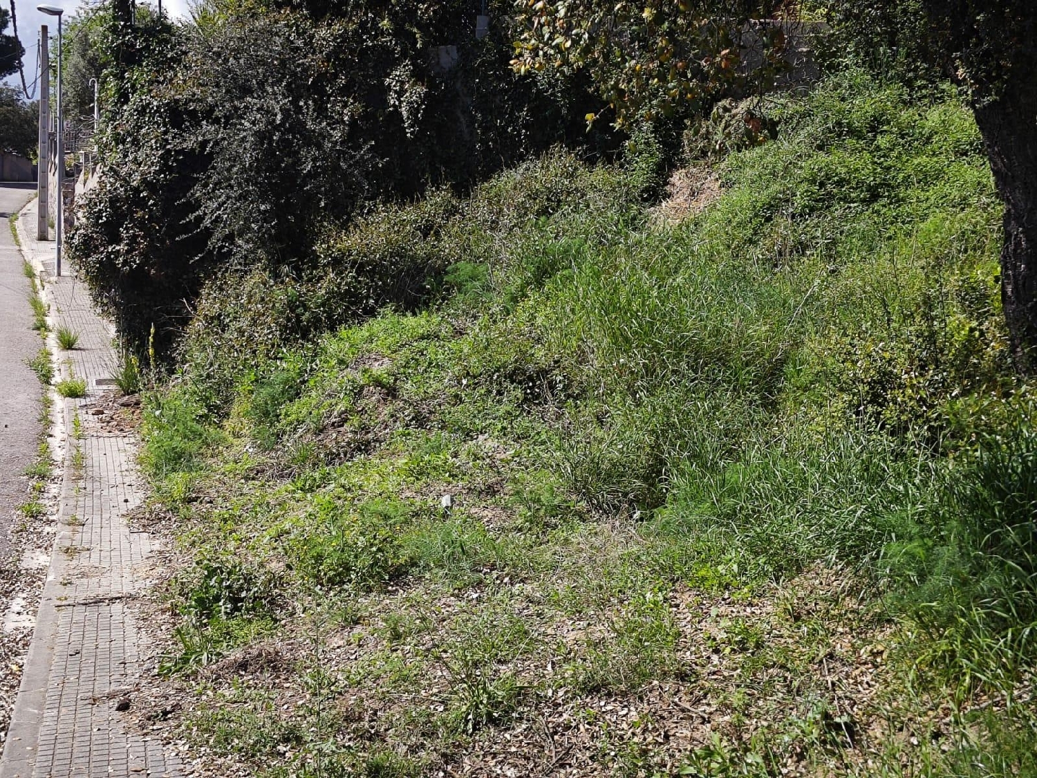  till salu tomt L'esparra Selva 6