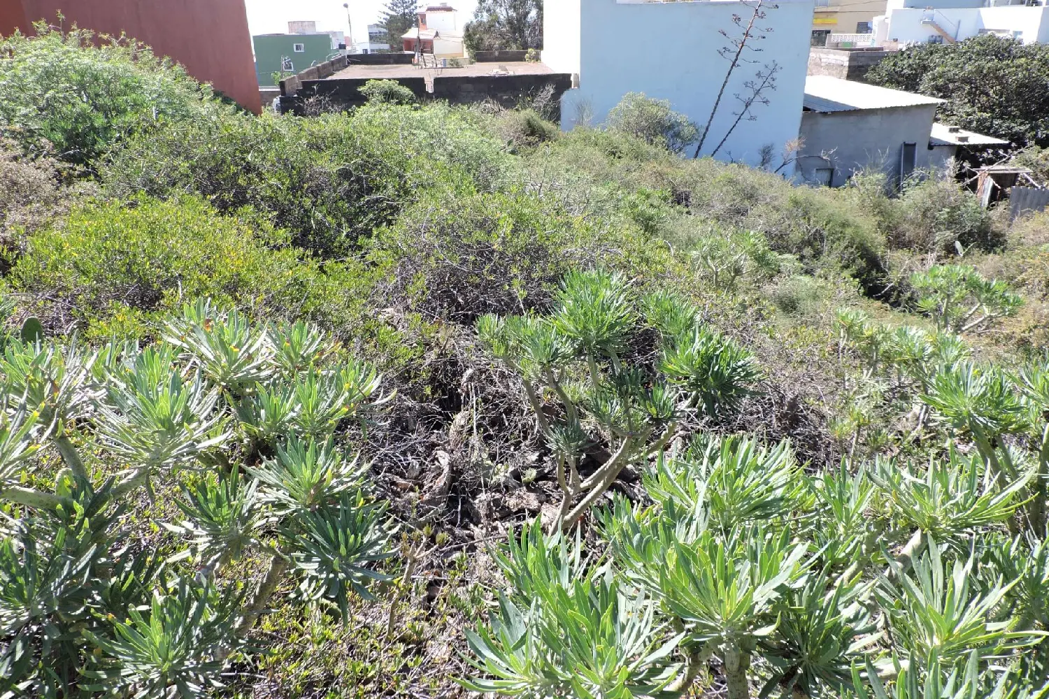  till salu tomt Las Rosas Zona Metropolitana 2