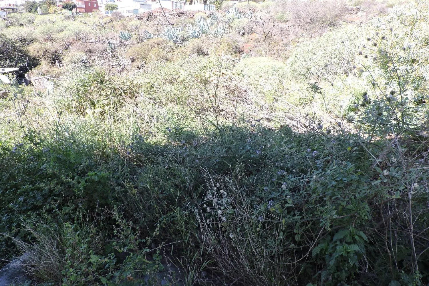  till salu tomt Las Rosas Zona Metropolitana 6