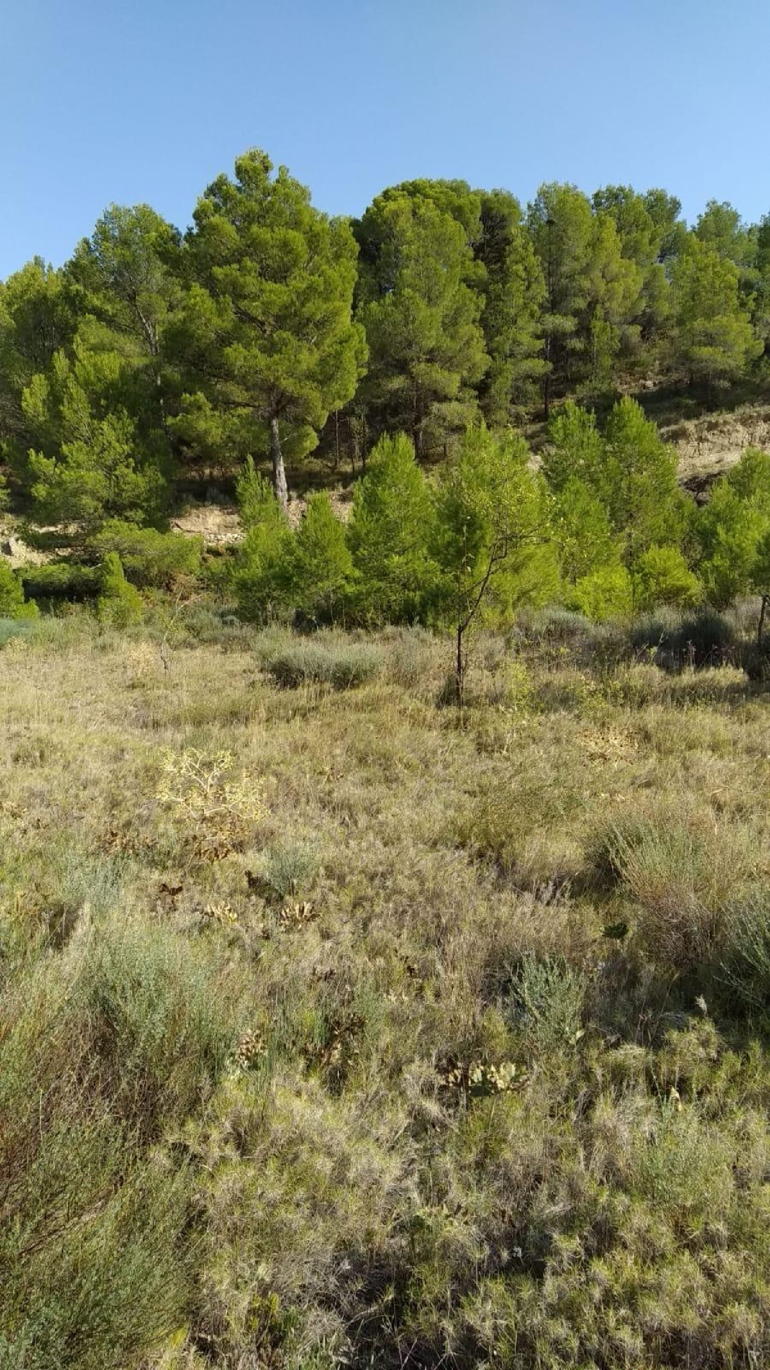 till salu tomt Lloma Bada Vinalopó Mitjà 2
