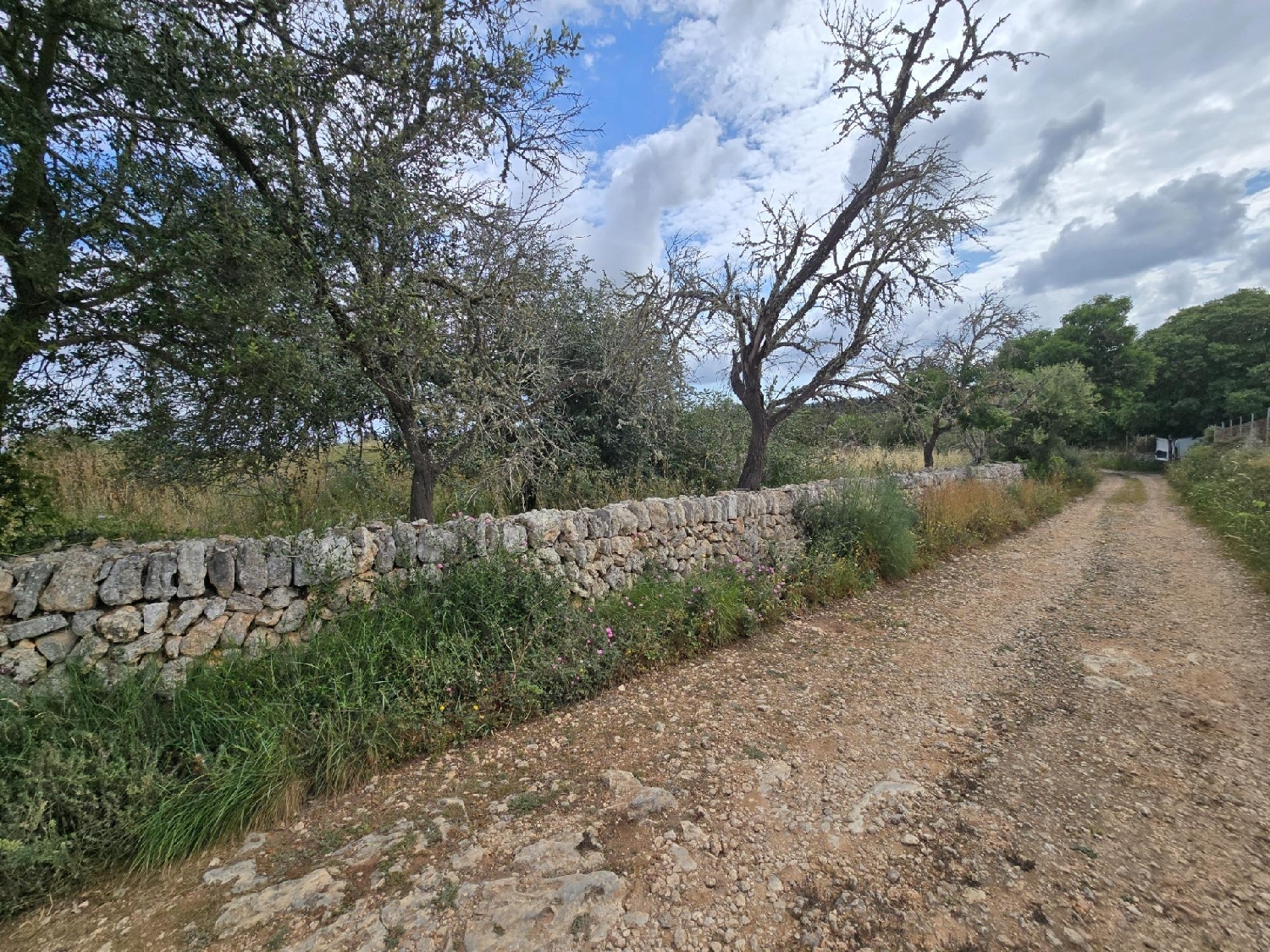 till salu tomt Llubí Pla (Es) 3