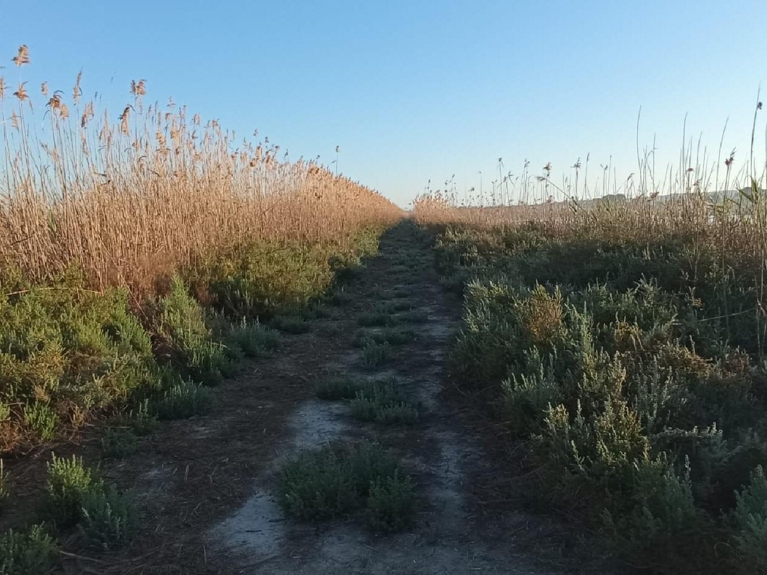 till salu tomt Las Pesqueras Baix Segura 3