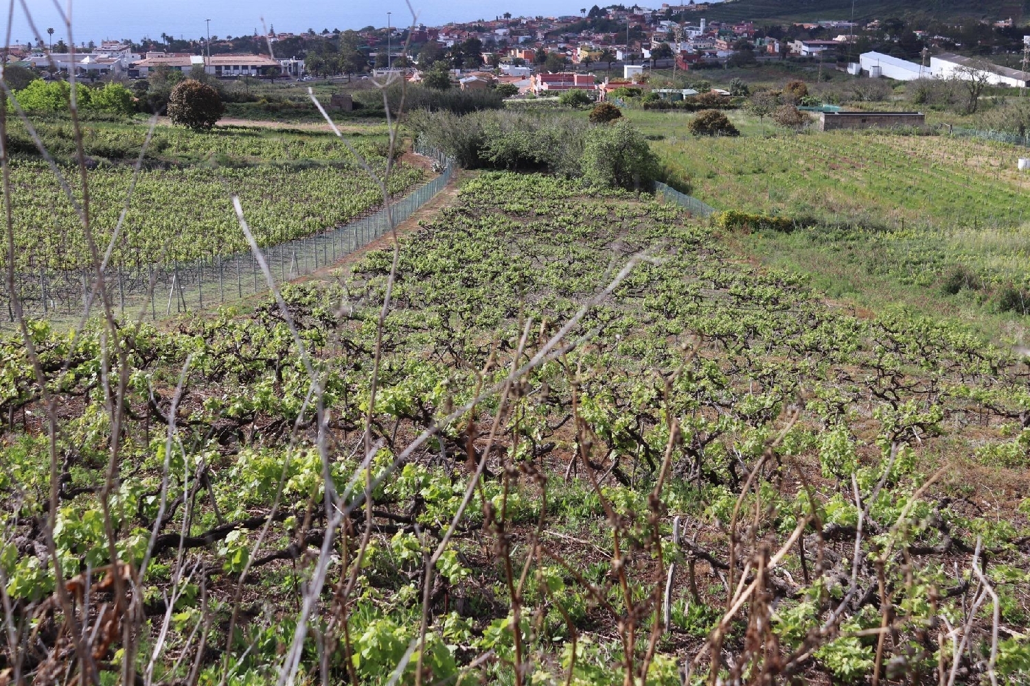  till salu tomt Los Naranjeros Zona Norte 6