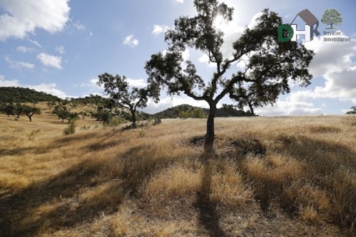 Los Olivos Tierra De Barros tomt foto 6257758