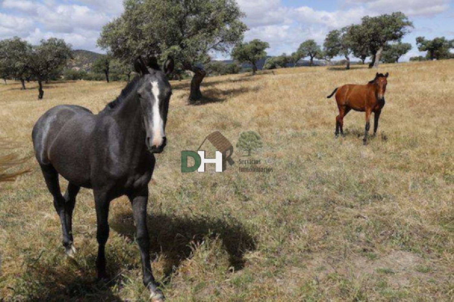  till salu tomt Los Olivos Tierra De Barros 6