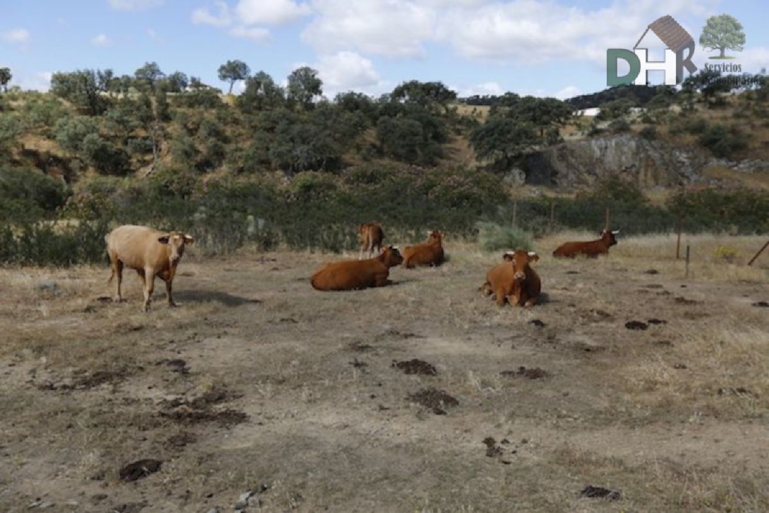 till salu tomt Los Olivos Tierra De Barros 3