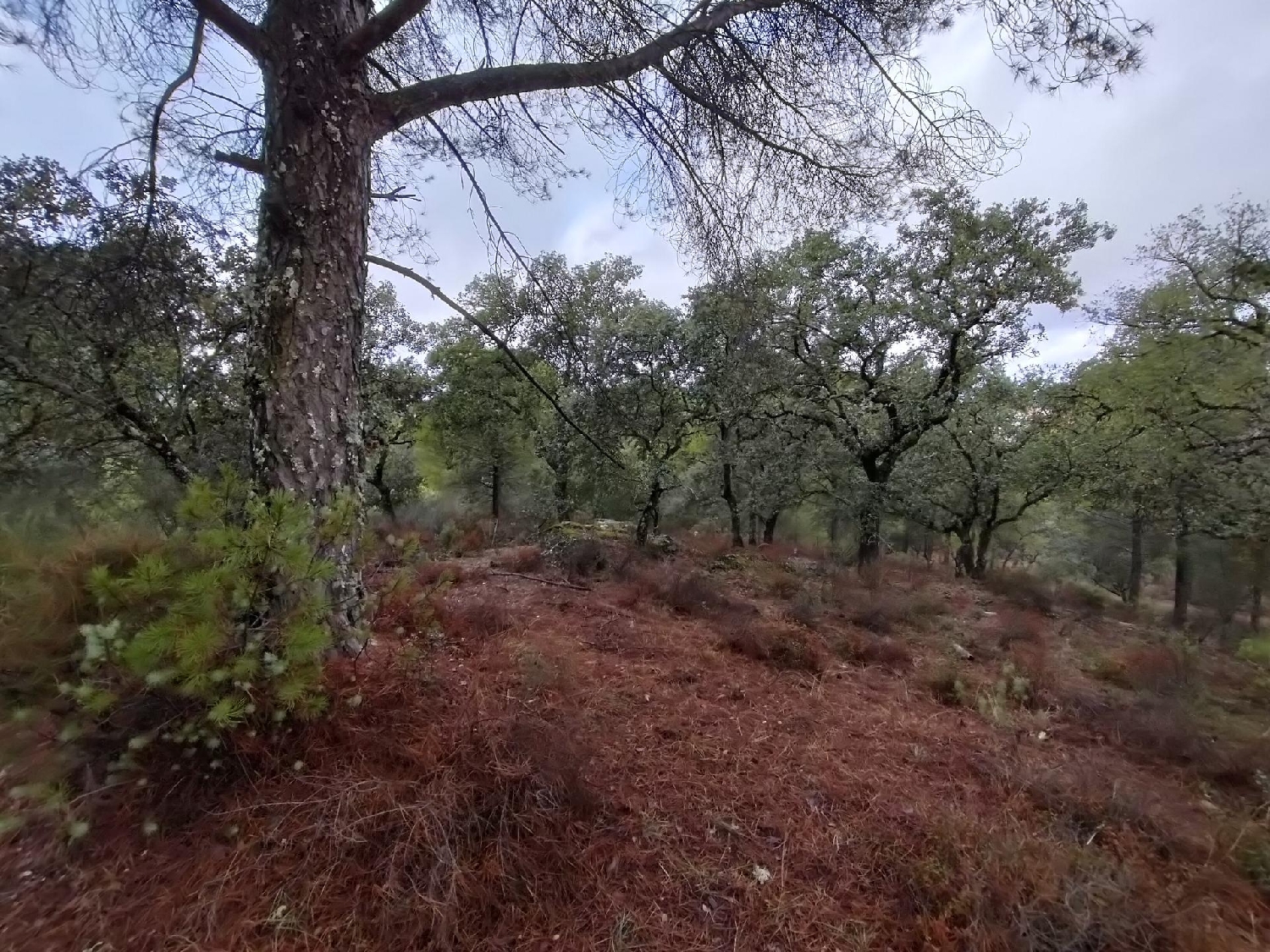 for sale plot Los Villares Córdoba 2