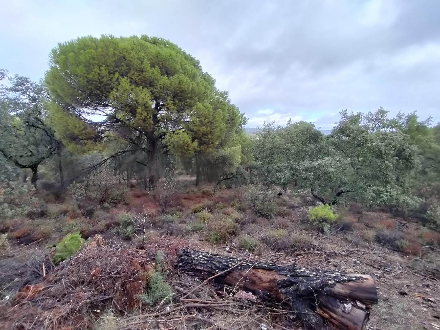  for sale plot Los Villares Córdoba 1
