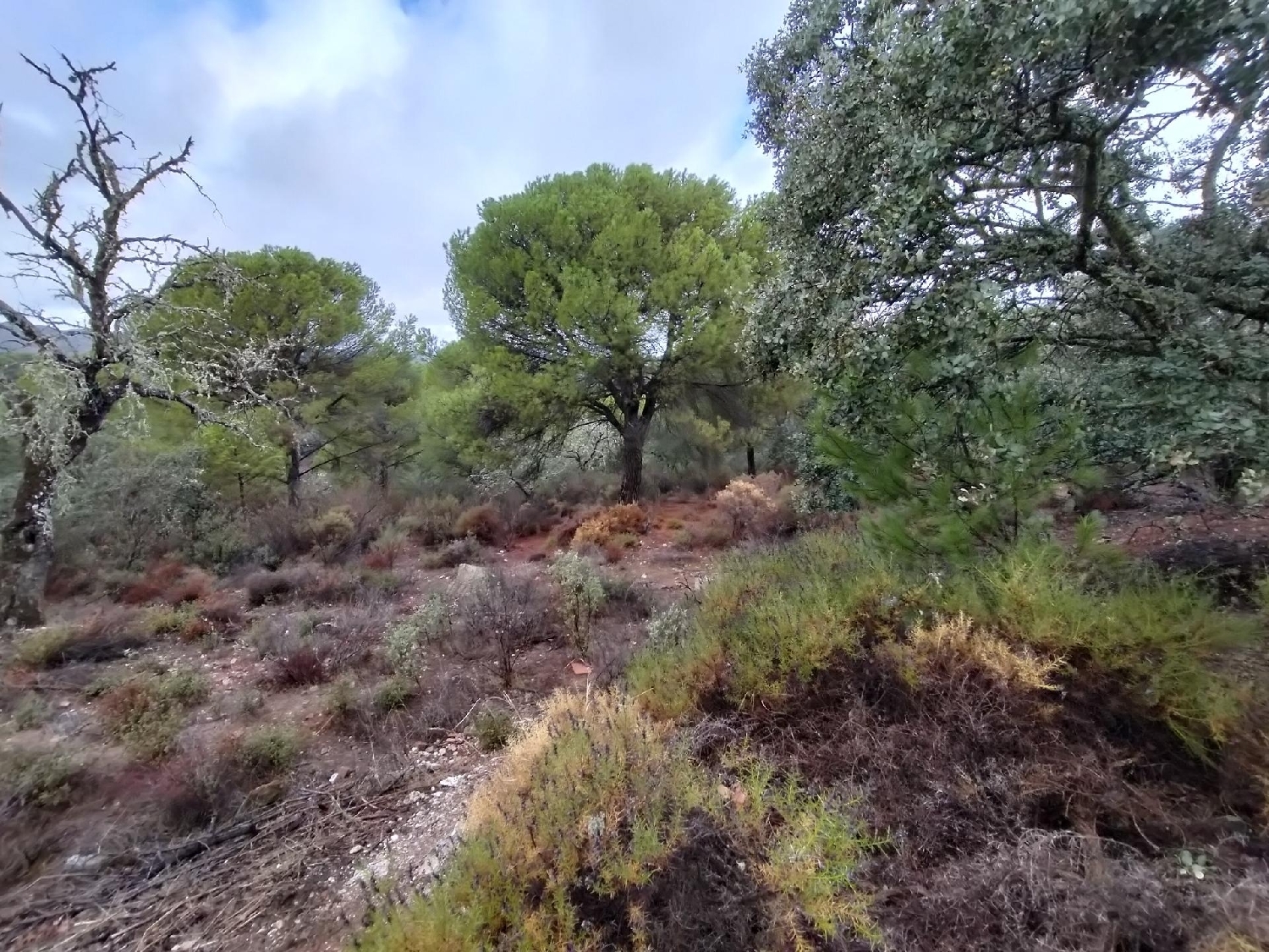  for sale plot Los Villares Córdoba 6